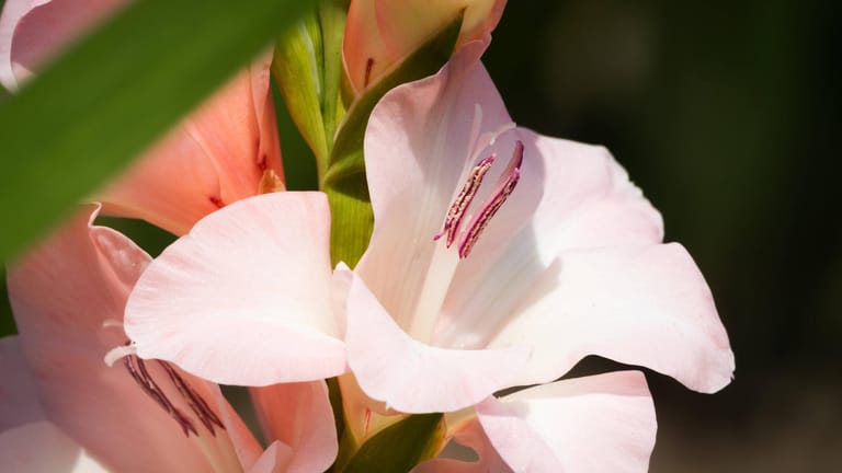 Gladiole (Gladiolus): Sie blüht von Juni bis Oktober.