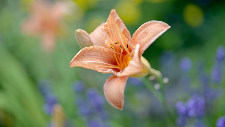Lilie (Lilium): Sie punktet mit extravaganten Blüten.