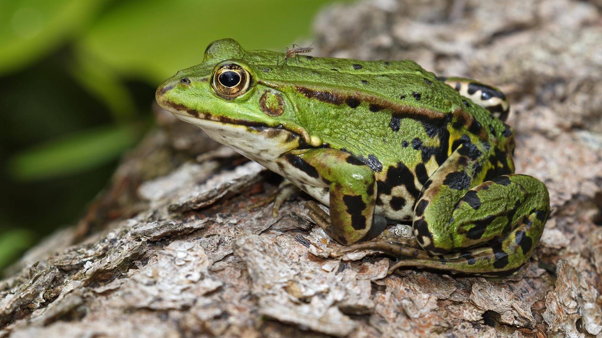 Teichfrosch: Auch der Rana esculenta wird von Mücke (Nematocera) gestochen.