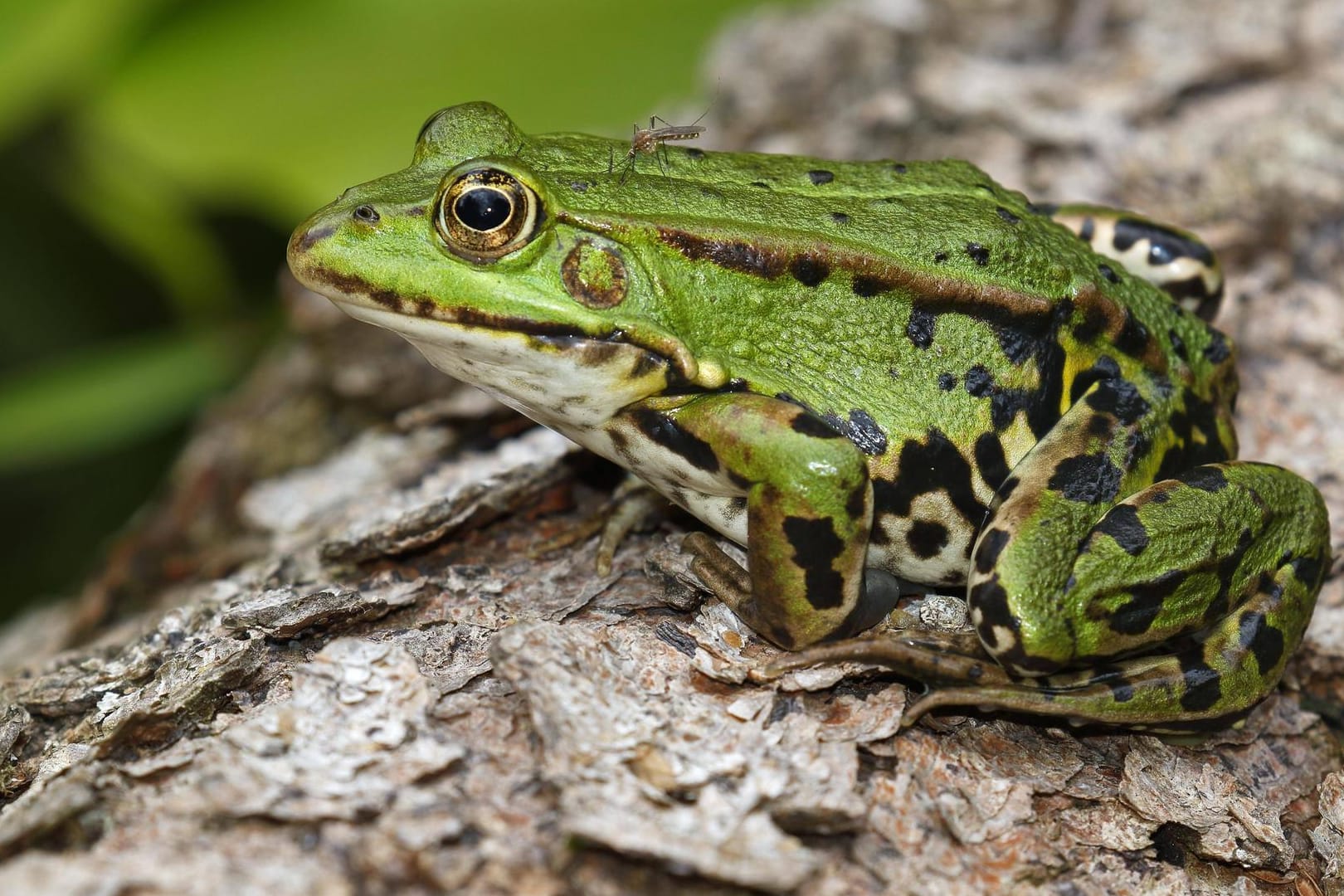 Teichfrosch: Auch der Rana esculenta wird von Mücke (Nematocera) gestochen.