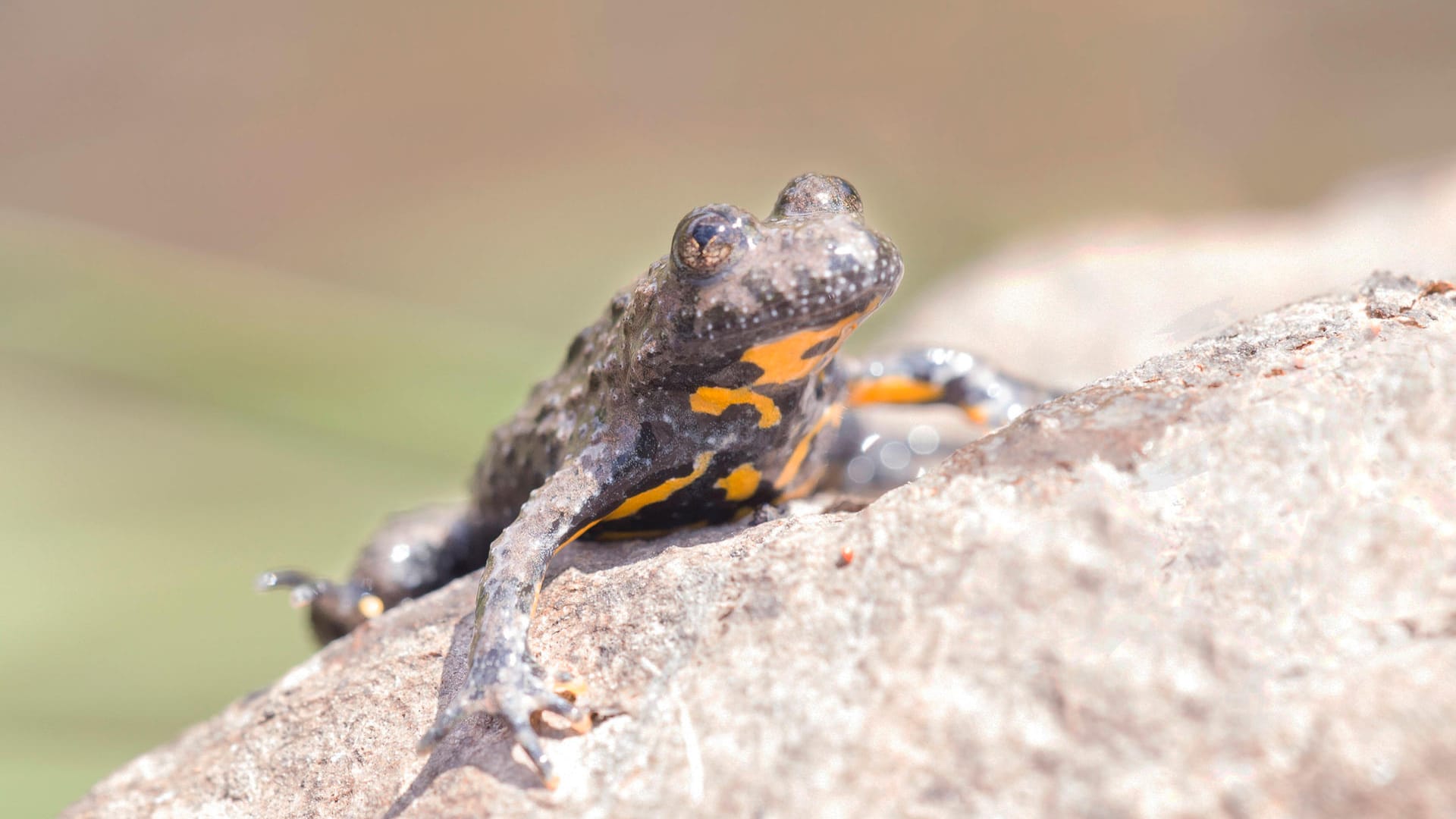 Gelbbauchunke, Gelbbauch-Unke, Bergunke, Berg-Unke (Bombina variegata), sitzt auf einem Felsen, Deutschland yellow-belli