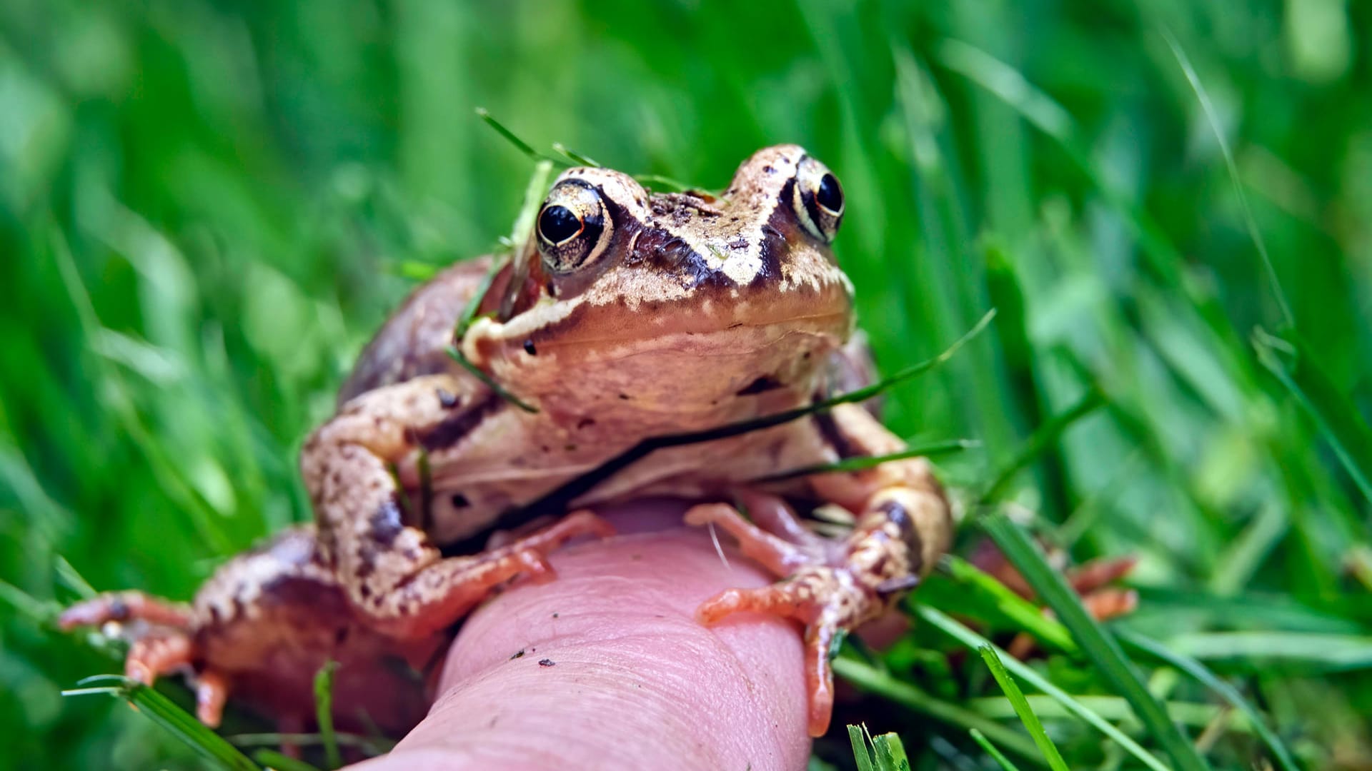 Amphibien: Es ist nicht immer leicht zu erkennen, ob es sich bei dem Tier um eine Kröte oder einen Frosch – hier Grasfrosch (Rana temporaria) – handelt.