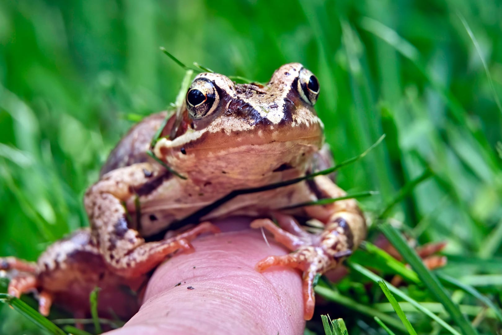 Amphibien: Es ist nicht immer leicht zu erkennen, ob es sich bei dem Tier um eine Kröte oder einen Frosch – hier Grasfrosch (Rana temporaria) – handelt.