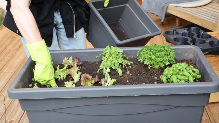 Gemüsebeet: Hochbeete mit einem geschlossenem Boden können Sie im Baumarkt kaufen.