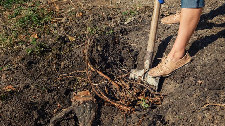 Gartenarbeit: Nachdem der Baumstumpf entfernt wurde, sollten Sie auch die Wurzeln ausgraben.