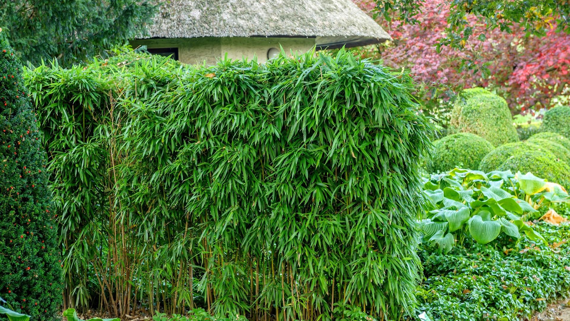 Flachrohrbambus (Phyllostachys): Die Sorte 'Humilis' heißt auch "Bronze-Bambus".