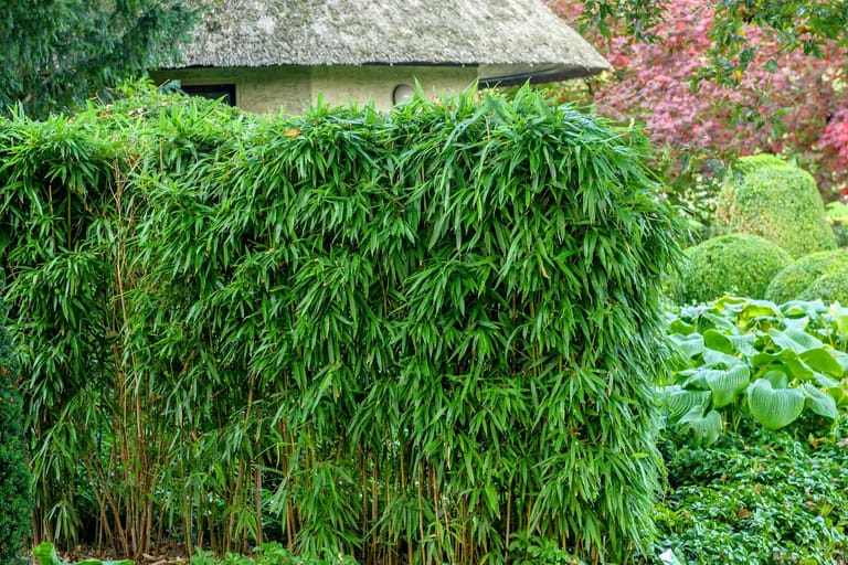 Flachrohrbambus (Phyllostachys): Die Sorte 'Humilis' heißt auch "Bronze-Bambus".