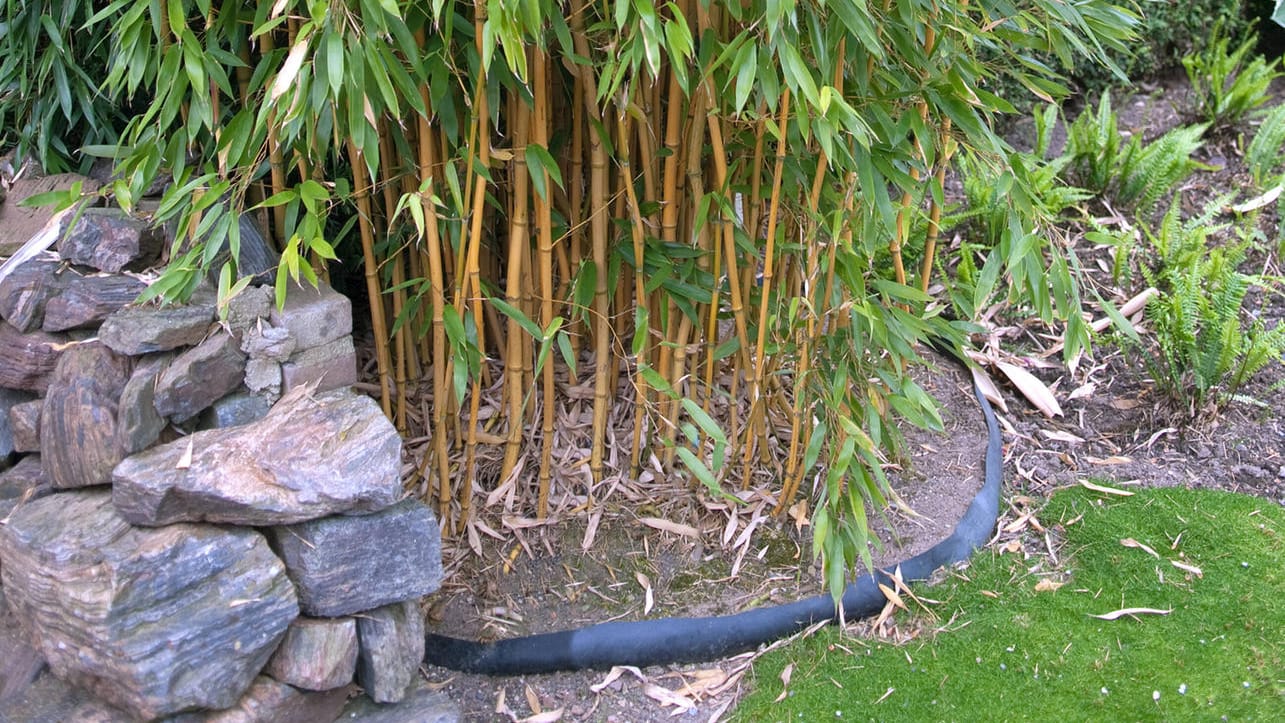 Flachrohrbambus (Phyllostachys): Um die Sorte 'Aureocaulis' ist eine Rhizomsperre verlegt.