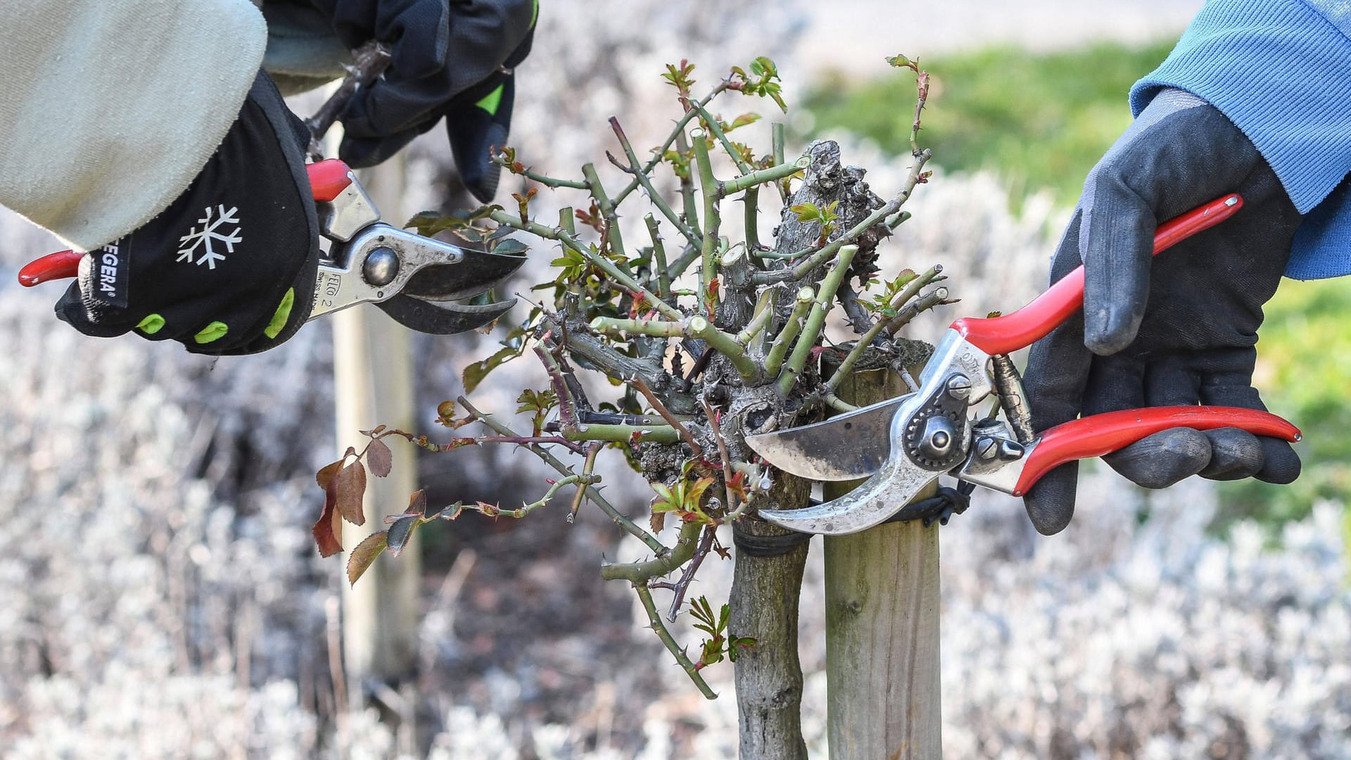 Hochstammrose: An den Rosenaugen haben sich bereits neue Seitentriebe entwickelt.