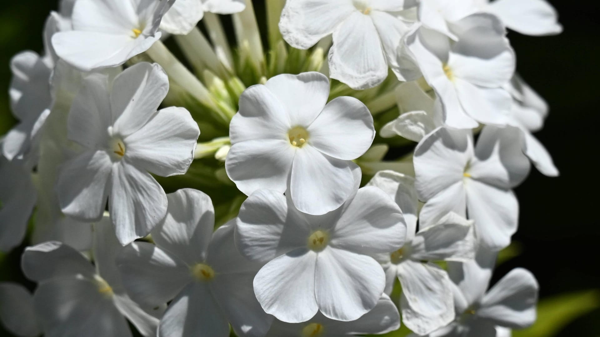 Flammenblume (Phlox): Die Staude passt gut in den Bauergarten.