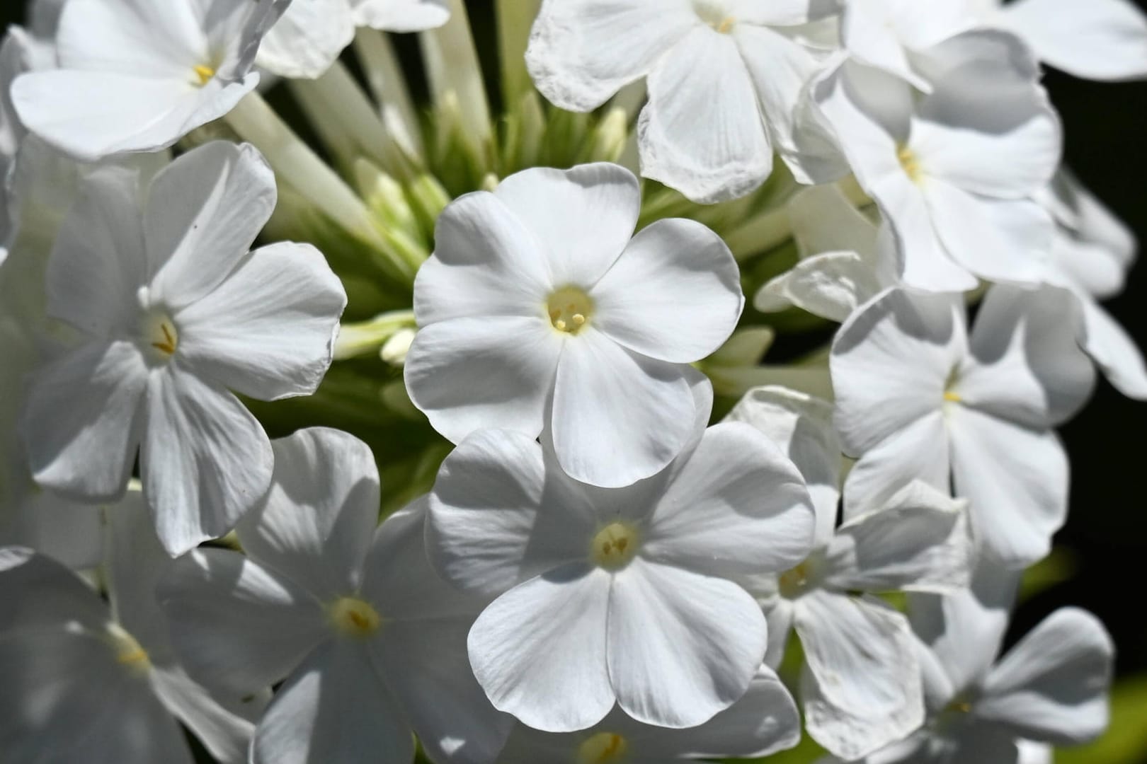 Flammenblume (Phlox): Die Staude passt gut in den Bauergarten.