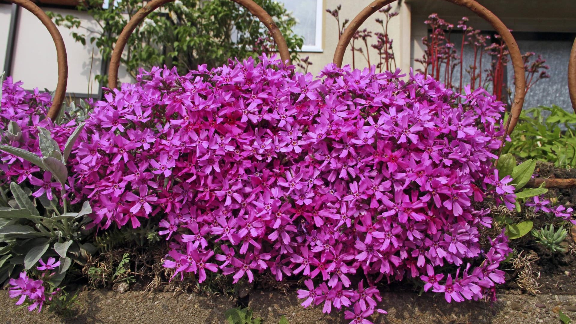 Teppichphlox (Phlox subulata): Je sonniger sein Standort, desto schöner die Blüte.