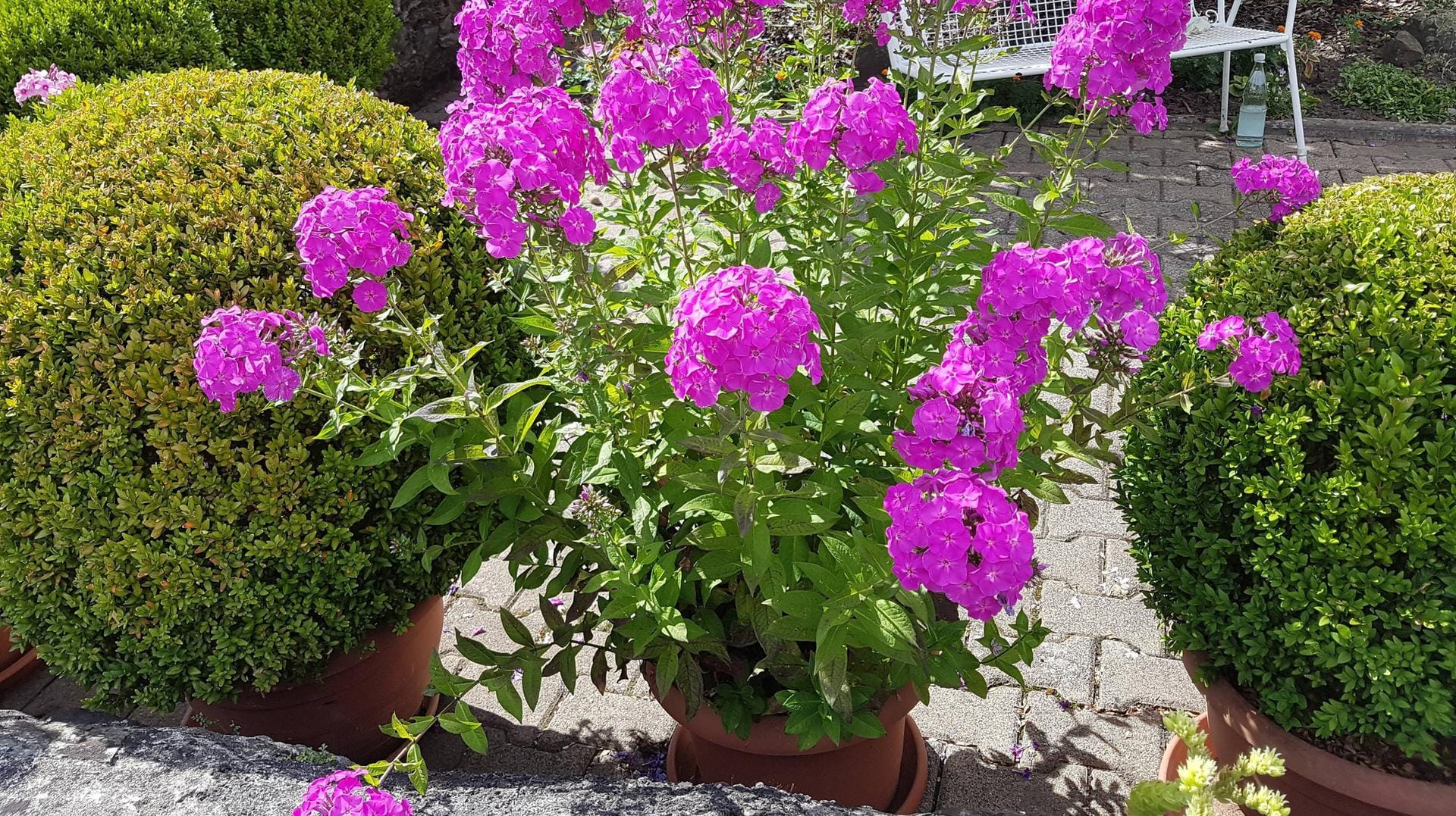 Staudenphlox (Phlox paniculata): Er gedeiht auch im Blumenkübel.