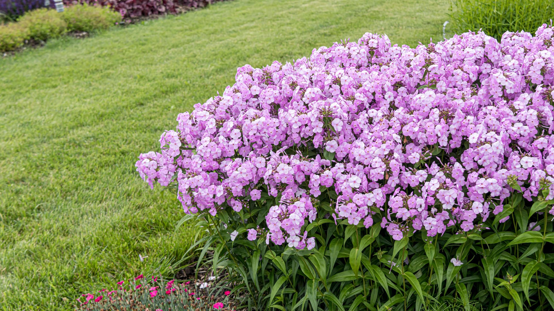 Staudenphlox (Phlox paniculata): Hier blüht er in helllila Farbtönen.