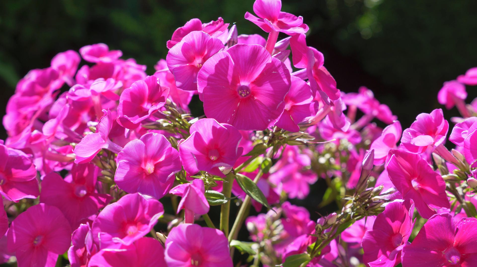 Staudenphlox (Phlox paniculata): Er bringt viel Farbe in den Bauerngarten.