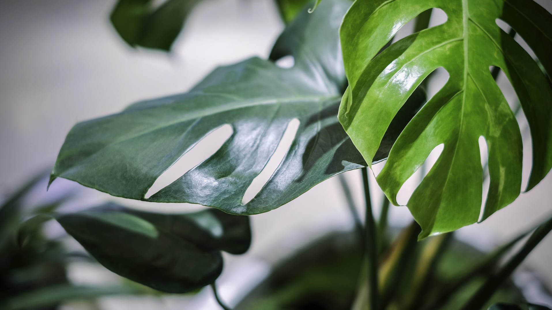 Monstera: Die beliebte Zimmerpflanze können Sie in der Badewanne waschen.