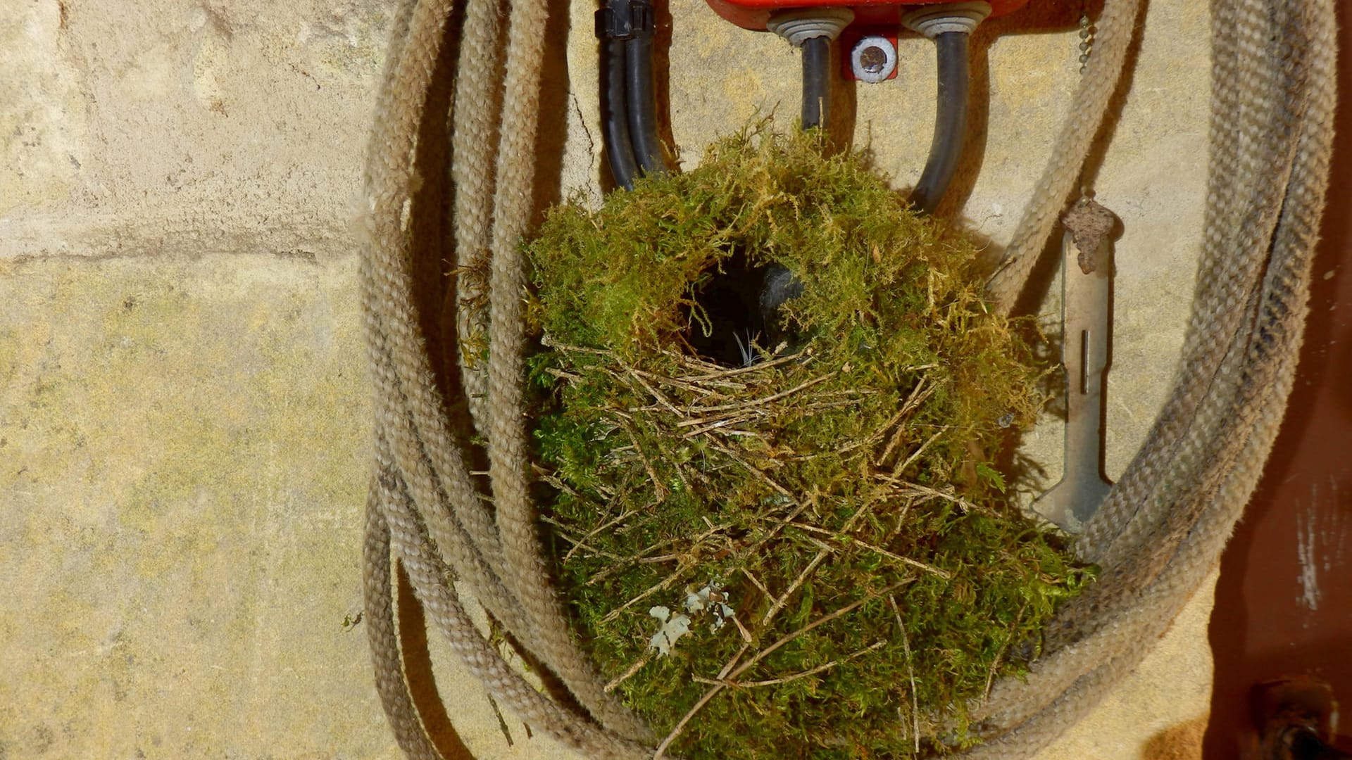 Nest eines Zaunkönigs: Der Zaunkönig baut Kugelnester.