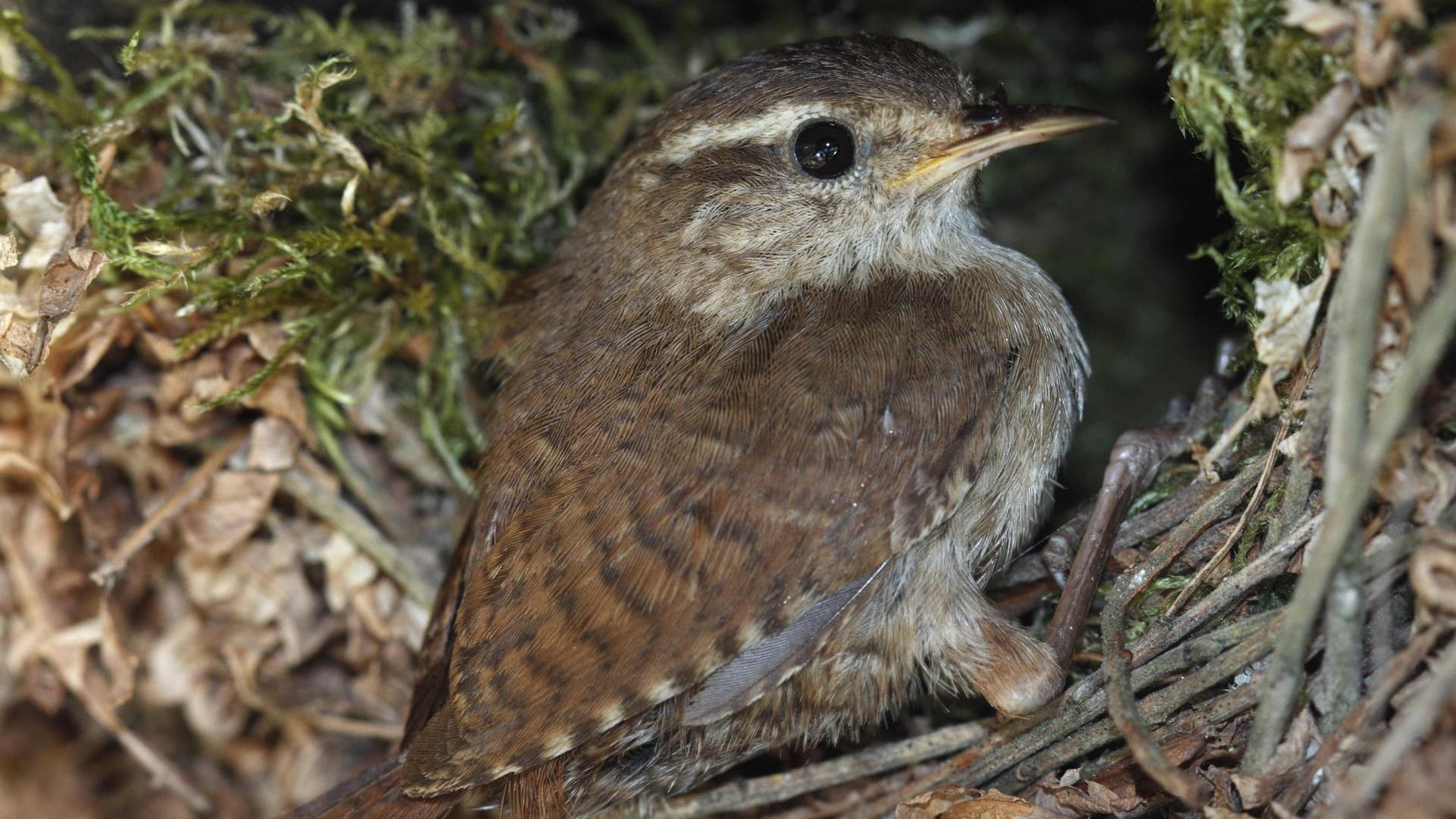 Zaunkönig am Nest: Die Brutzeit ist von Ende März bis Mai.