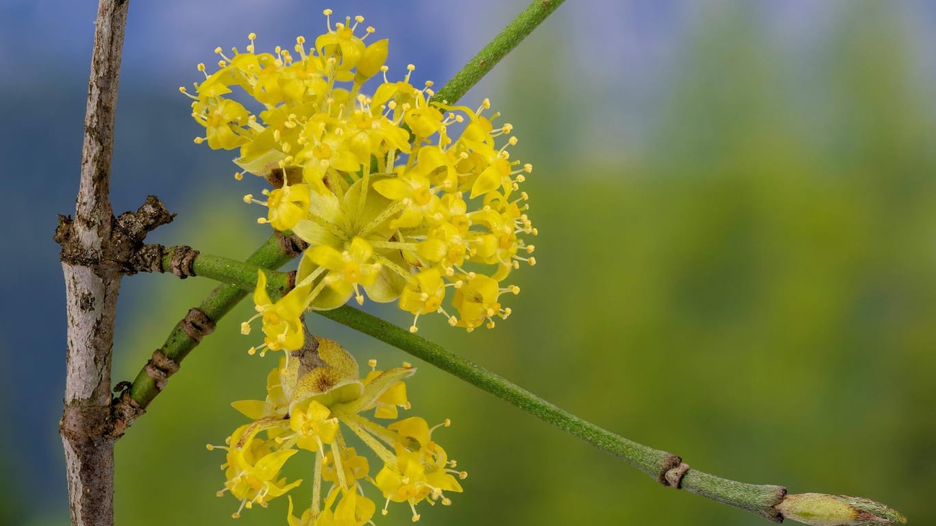 Kornelkirsche (Cornus mas): Ihre goldgelben Blüten sind bienenfreundlich.