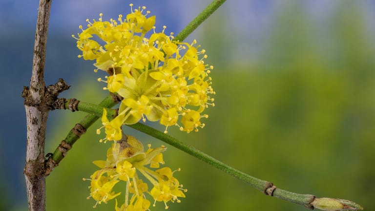 Kornelkirsche (Cornus mas): Ihre goldgelben Blüten sind bienenfreundlich.