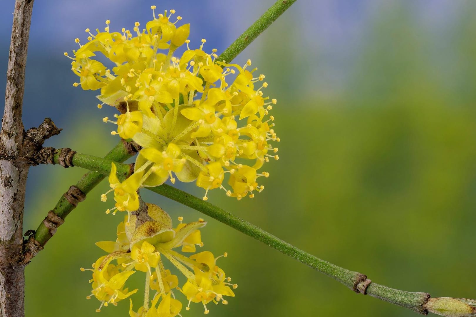 Kornelkirsche (Cornus mas): Ihre goldgelben Blüten sind bienenfreundlich.