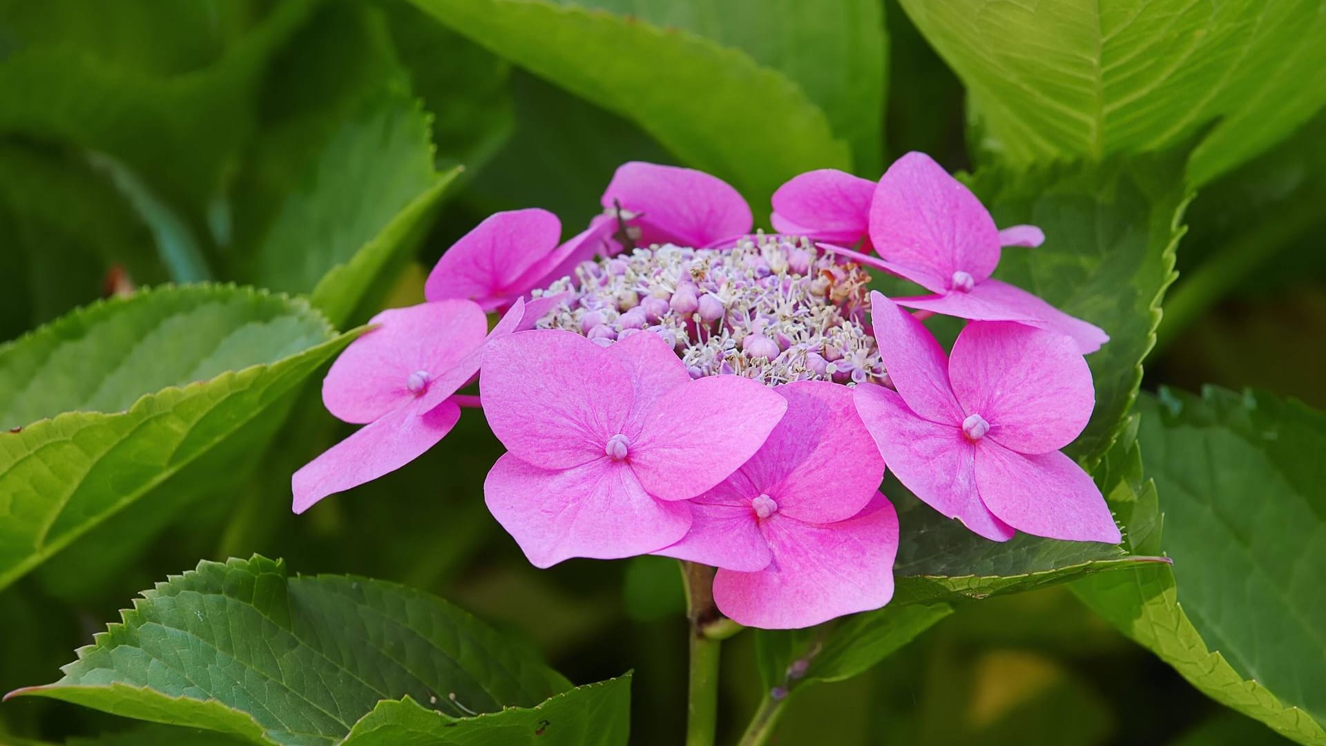 Tellerhortensie (Hydrangea serrata): Sie steht im Schatten der auffälligeren Bauernhortensie.