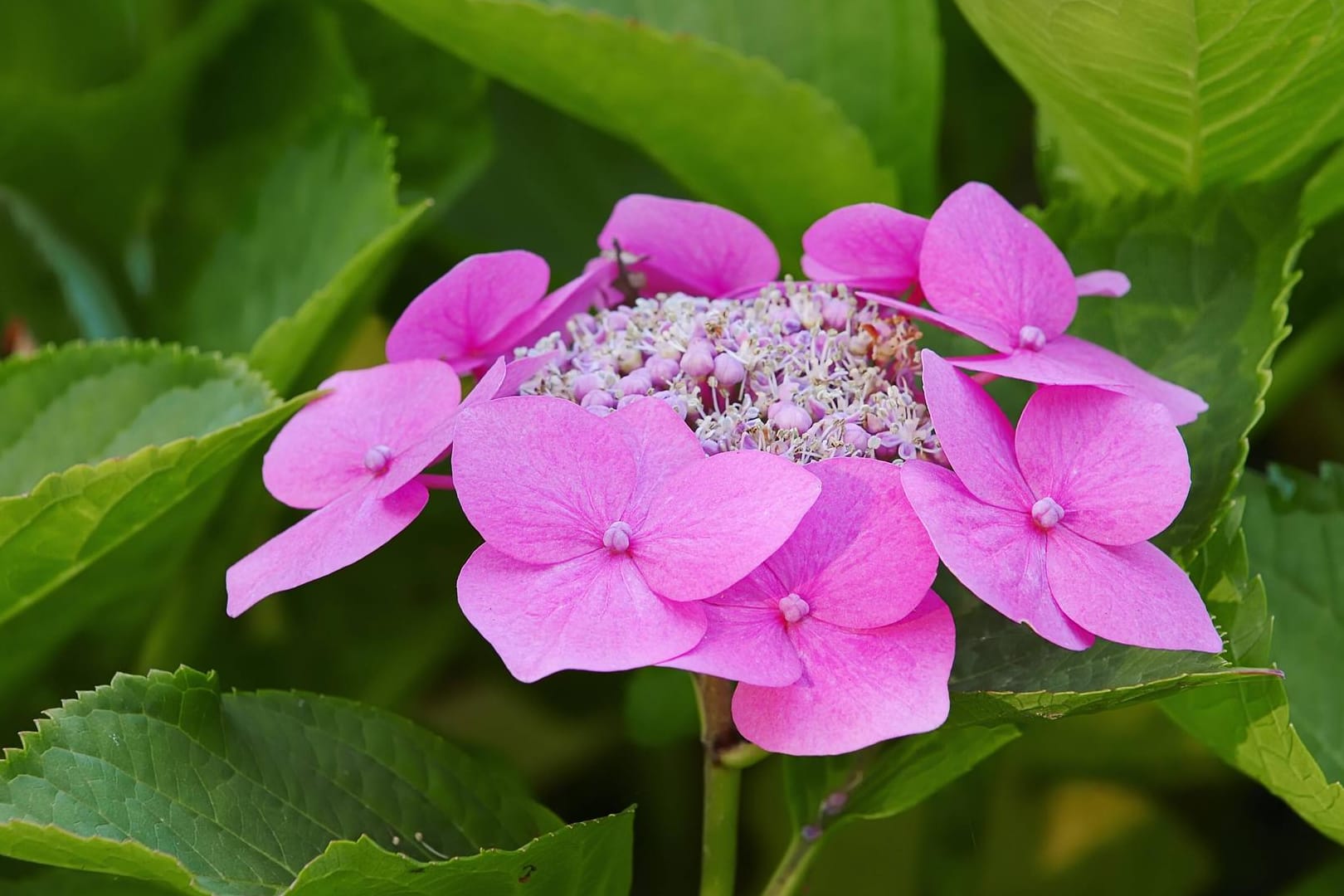 Tellerhortensie (Hydrangea serrata): Sie steht im Schatten der auffälligeren Bauernhortensie.