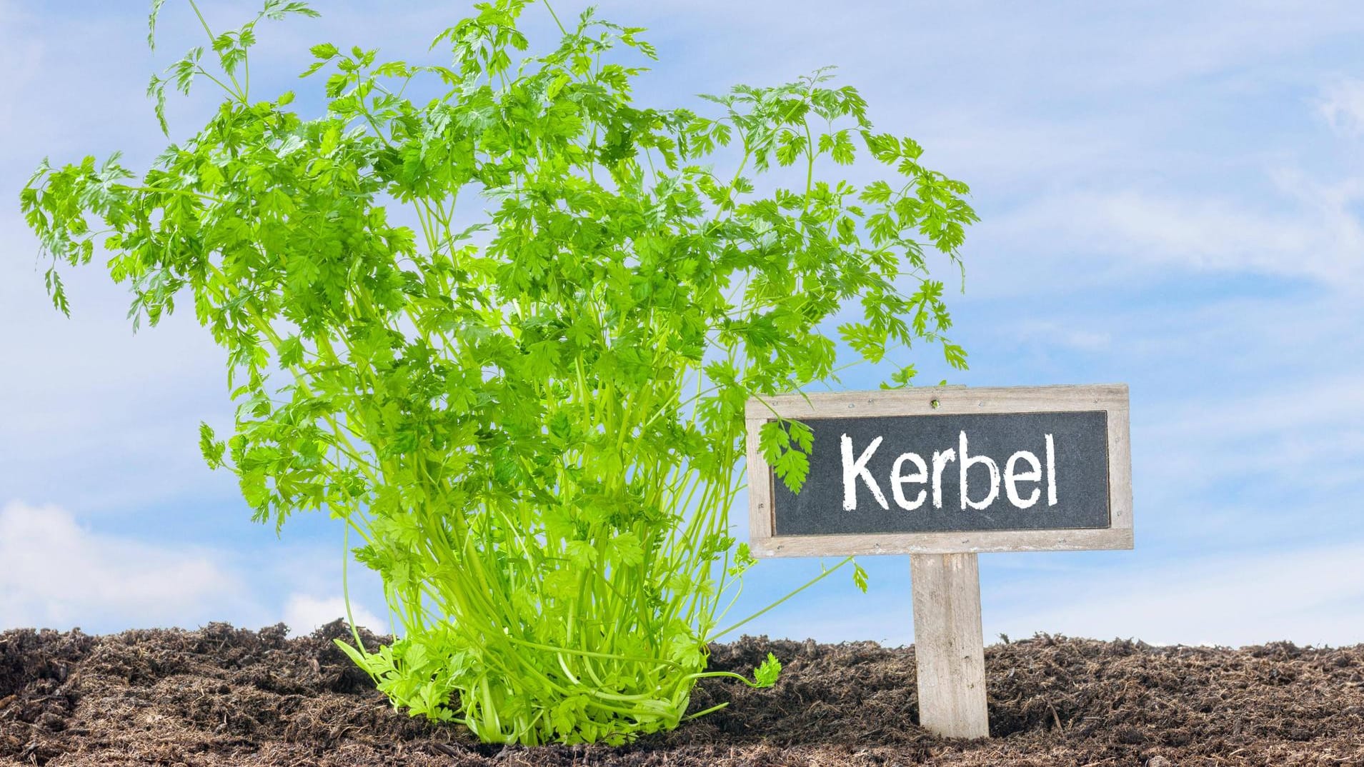 Echter Kerbel (Anthriscus cerefolium): Er ist ebenso als Kirbele, Gartenkerbel, Küchenkraut oder Suppenkraut bekannt.