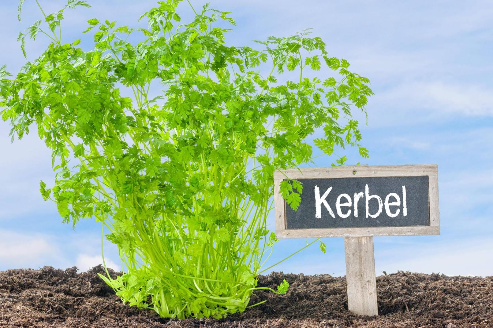 Echter Kerbel (Anthriscus cerefolium): Er ist ebenso als Kirbele, Gartenkerbel, Küchenkraut oder Suppenkraut bekannt.