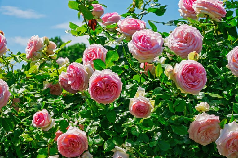 Ein Platz im Halbschatten oder in sengender Hitze vor einer Mauer kann auch die widerstandsfähigste Rose zum Kränkeln bringen.