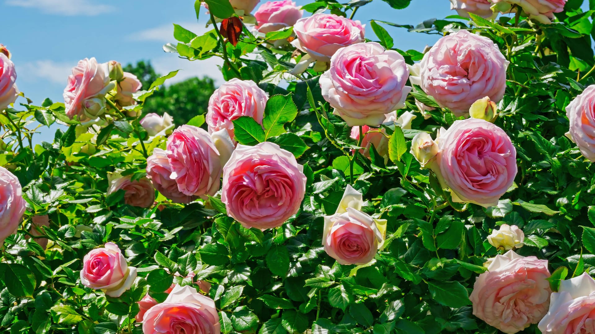 Ein Platz im Halbschatten oder in sengender Hitze vor einer Mauer kann auch die widerstandsfähigste Rose zum Kränkeln bringen.