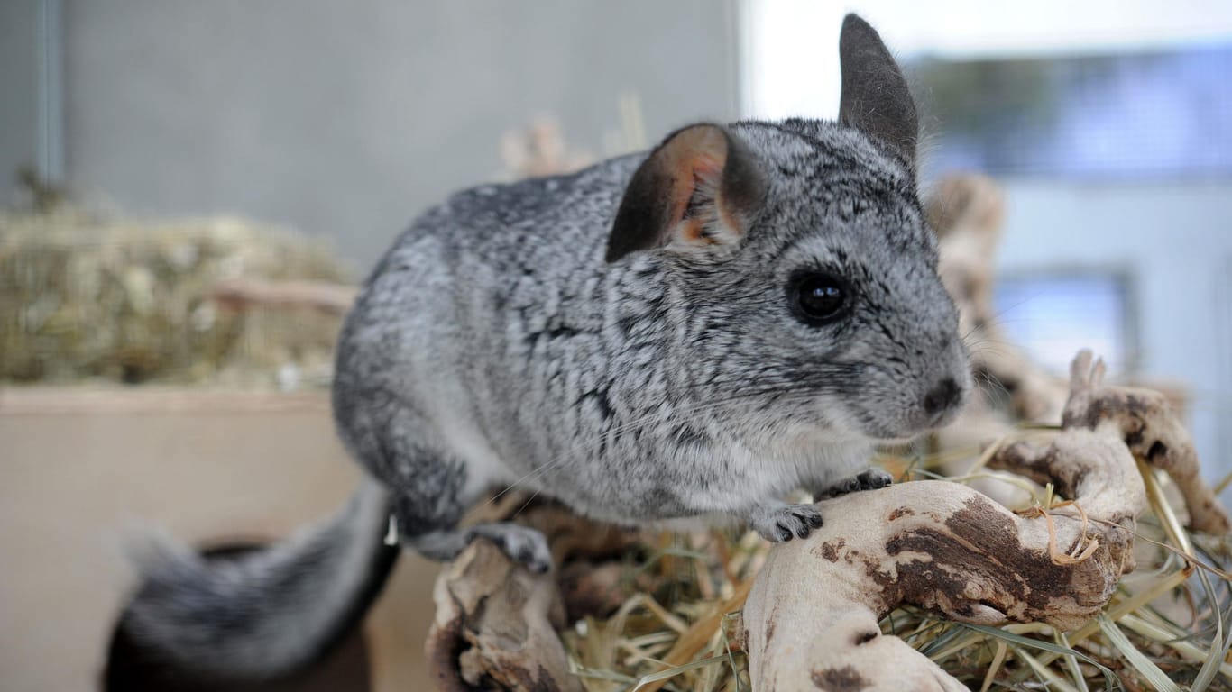 Chinchilla: Die Tiere sind nachtaktiv und sollten tagsüber nicht aus ihrem Unterschlupf geholt werden.