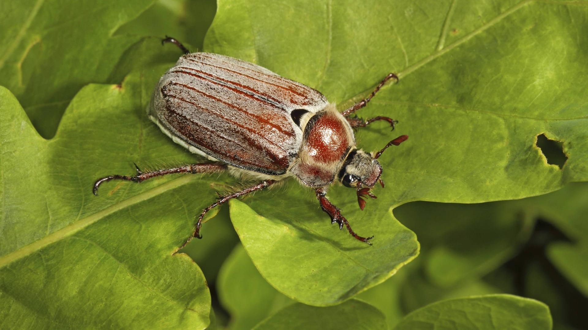 Wald-Maikäfer (Melolontha hippocastani)