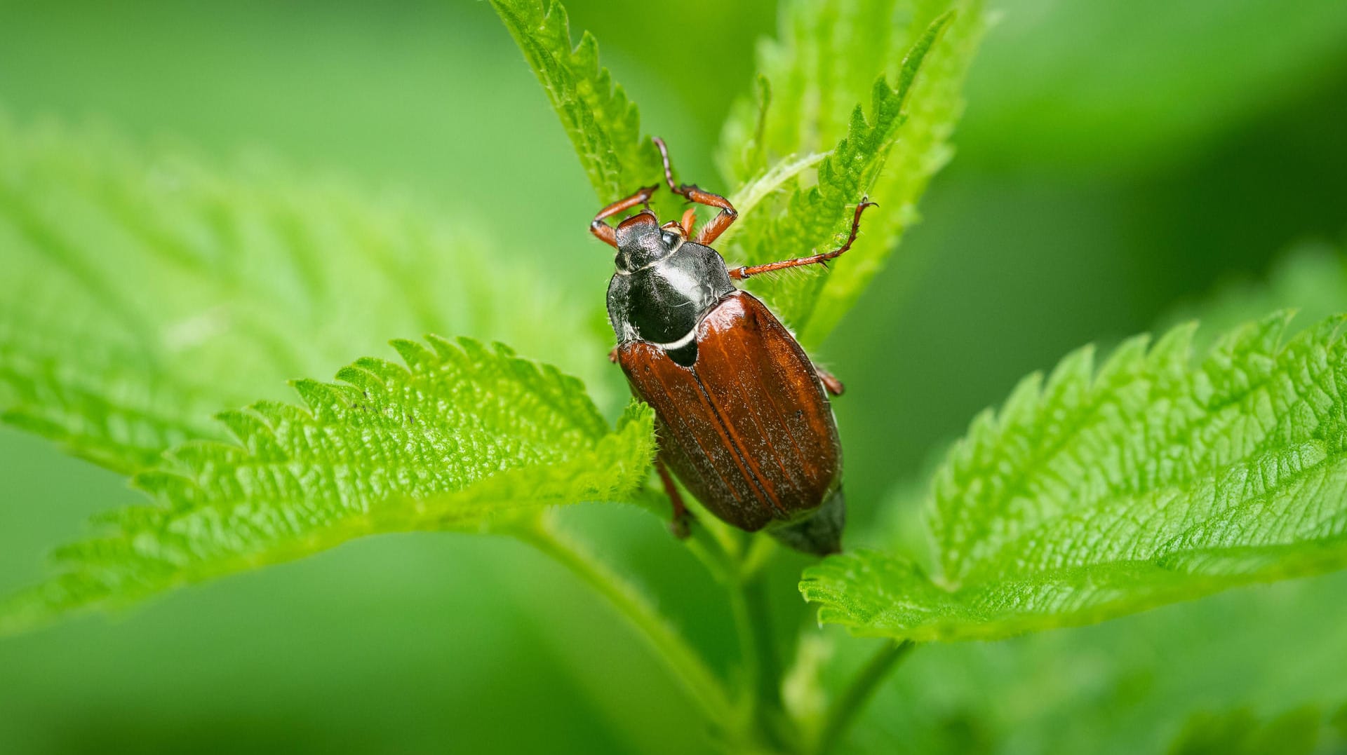 A Maybug (Melolontha melolontha) sitting on a green plant, cloudy day in springtime Grünburg Austria