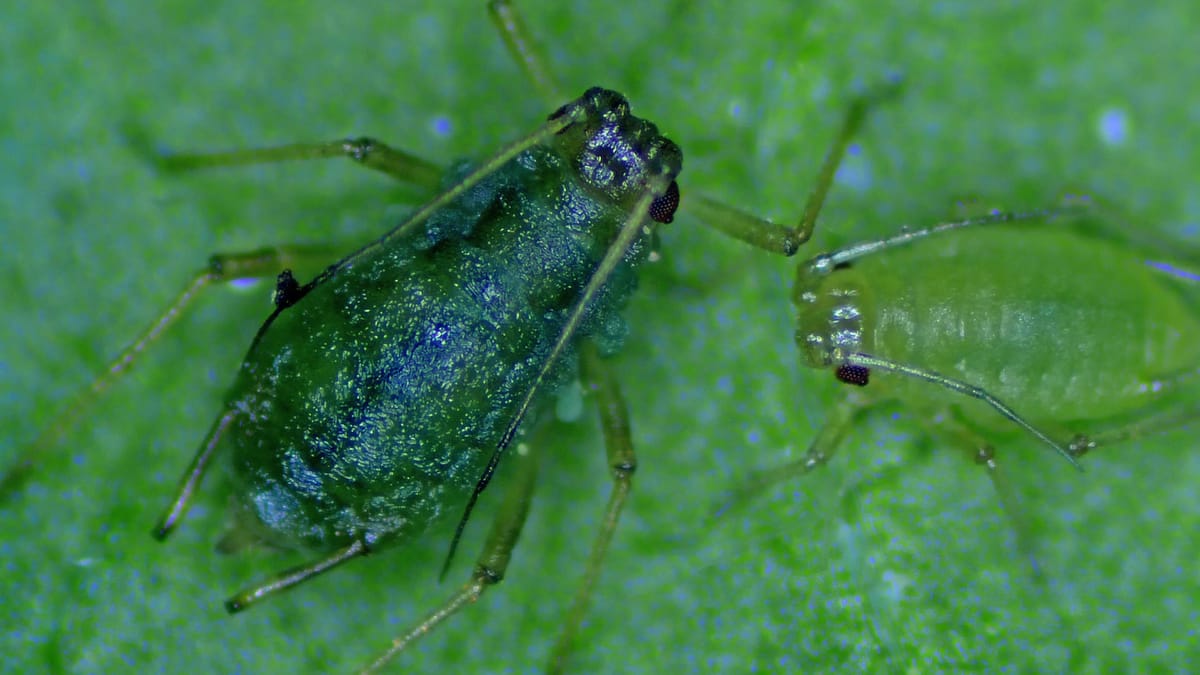 Blattläuse bekämpfen: Wann Kaffee und Banane wirklich etwas bringen