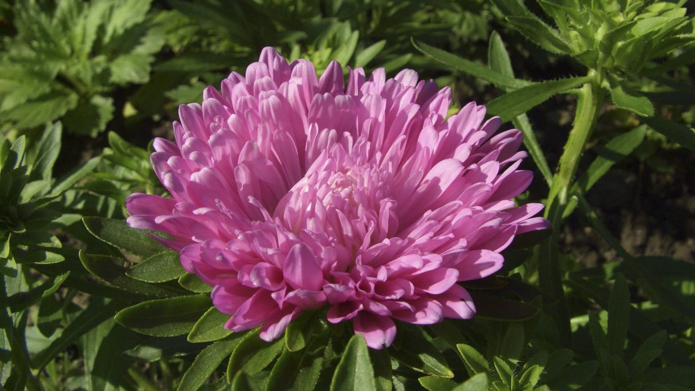 Sommeraster (Callistephus chinensis): Sie eignet sich auch als Schnittblume für bunte Sträuße.