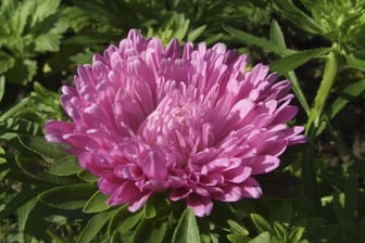 Sommeraster (Callistephus chinensis): Sie eignet sich auch als Schnittblume für bunte Sträuße.