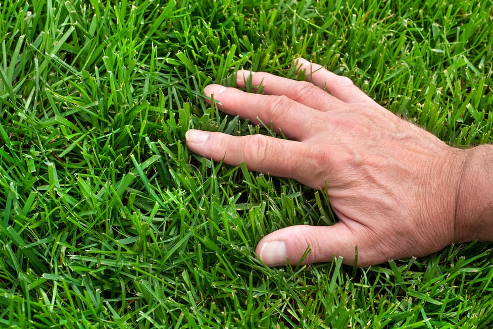 Rasen: Die Gräser brauchen die richtigen Nährstoffe, um so saftig und grün wachsen zu können.