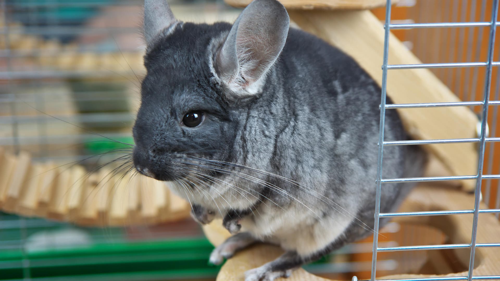 Chinchilla: Die Tiere brauchen ausreichend Platz.