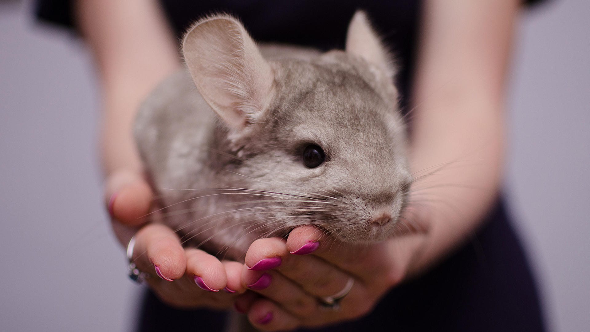 Chinchilla: Die Tiere stammen ursprünglich aus Südamerika.