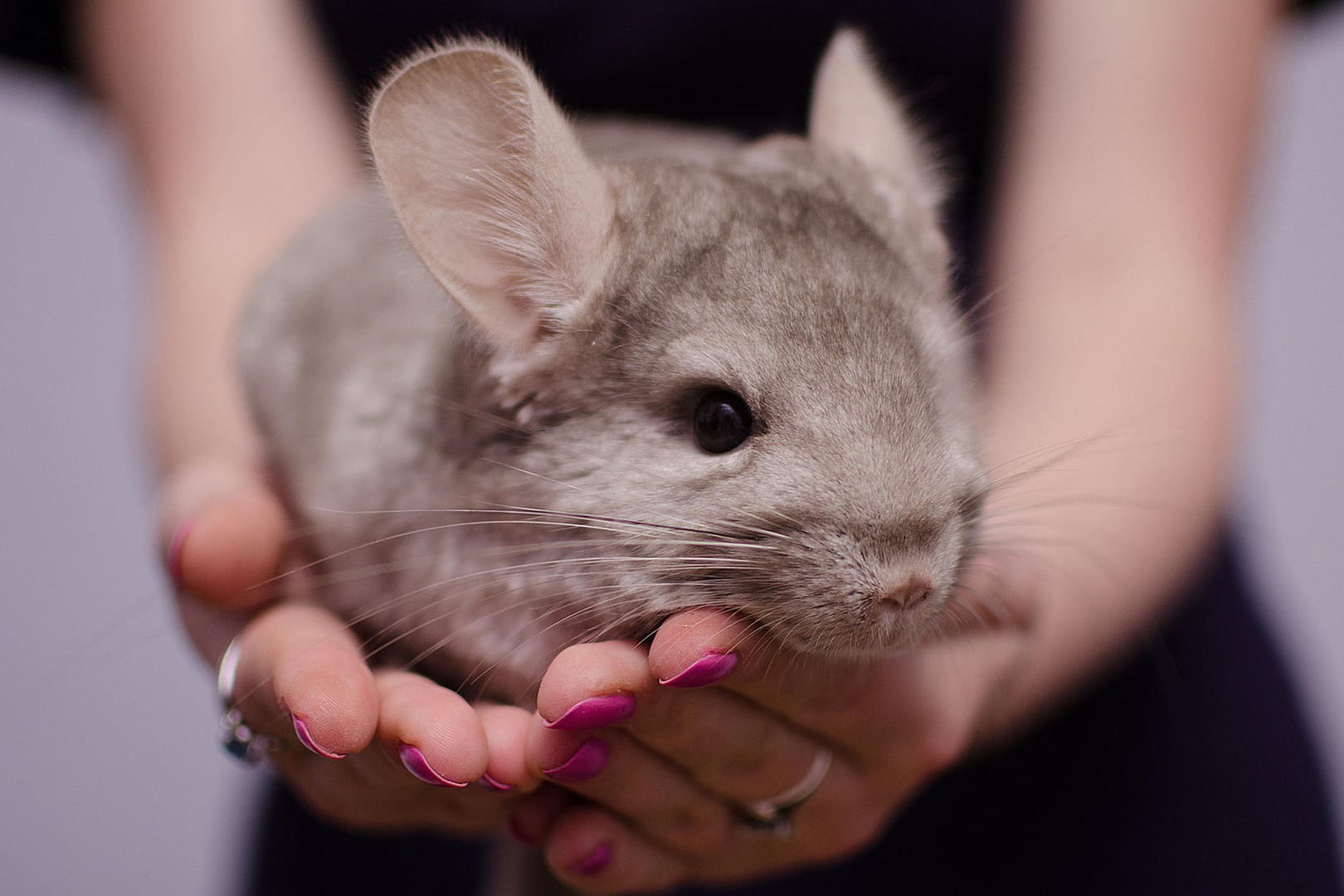 Chinchilla: Die Tiere stammen ursprünglich aus Südamerika.