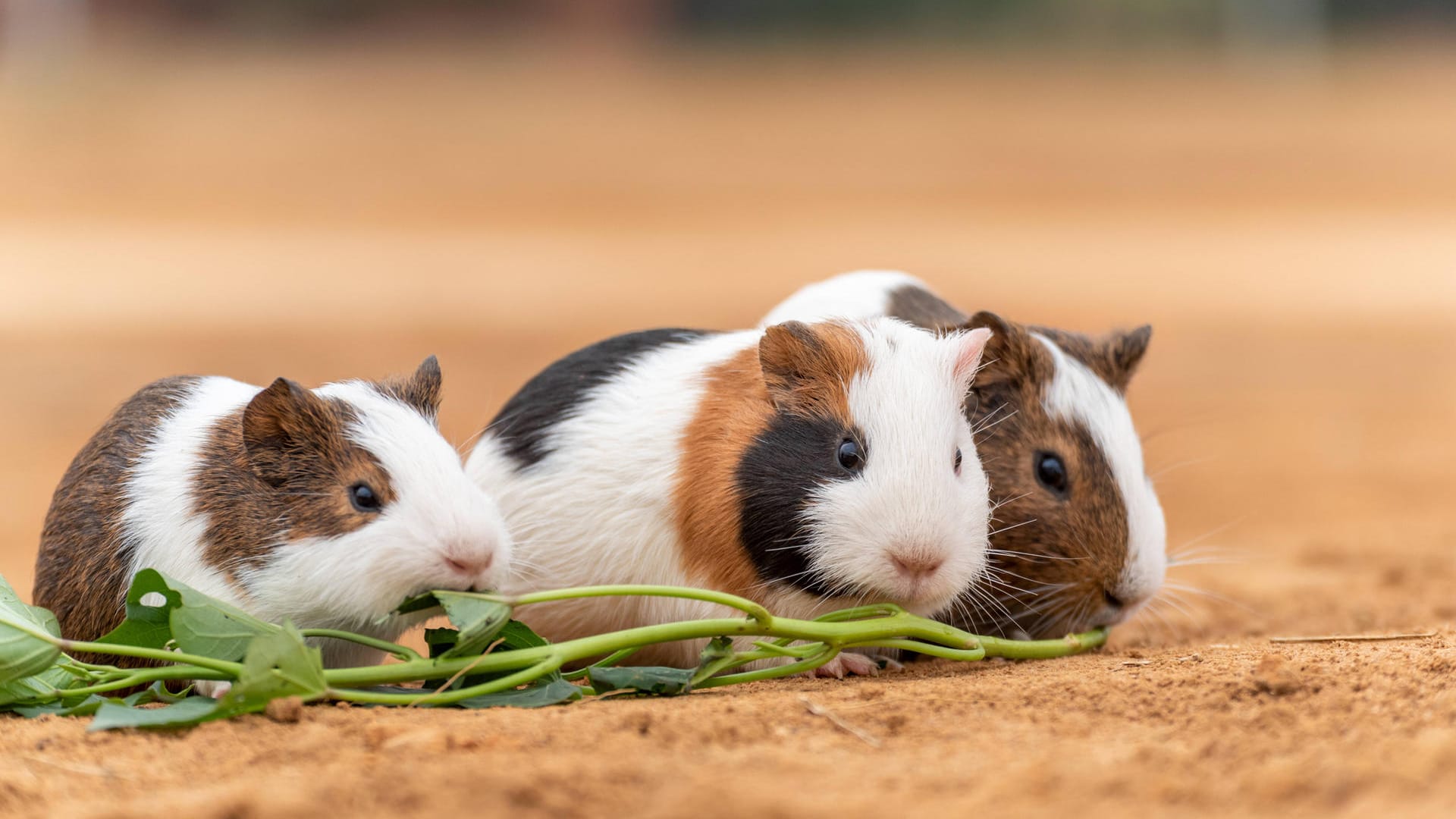 Nagetiere wie Meerschweinchen gehören zu beliebten Haustieren für unerfahrene Tierhalter. Doch gerade die kleinen Nager brauchen den richtigen Umgang.