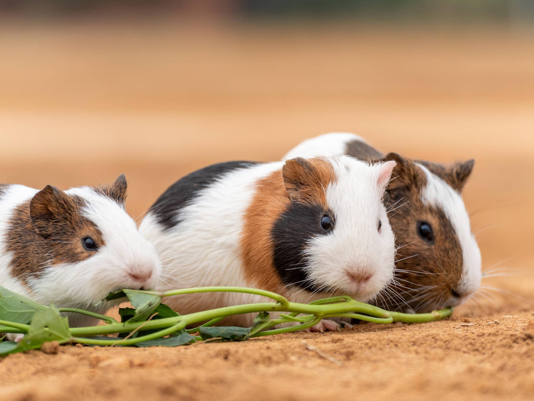 Teddyhamster: Wie hoch ist die Lebenserwartung des Hamsters?