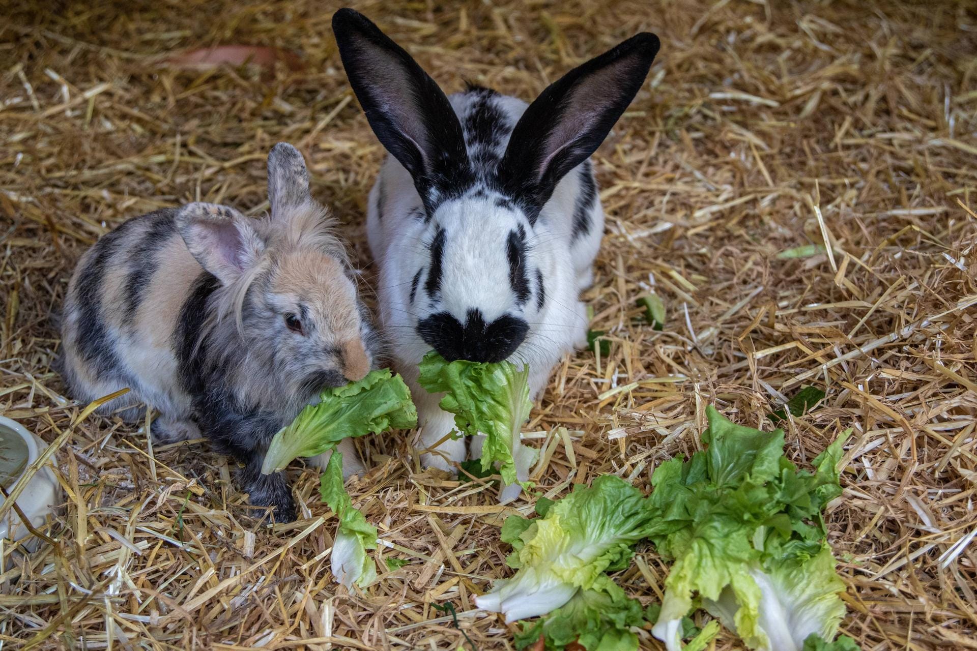 Meerschweinchen und Kaninchen ernähren sich hauptsächlich von Rohfaser (hochwertigem Heu) und frischem Grünfutter. Auch Obstbaumäste und Wasser sollten immer zur Verfügung stehen.