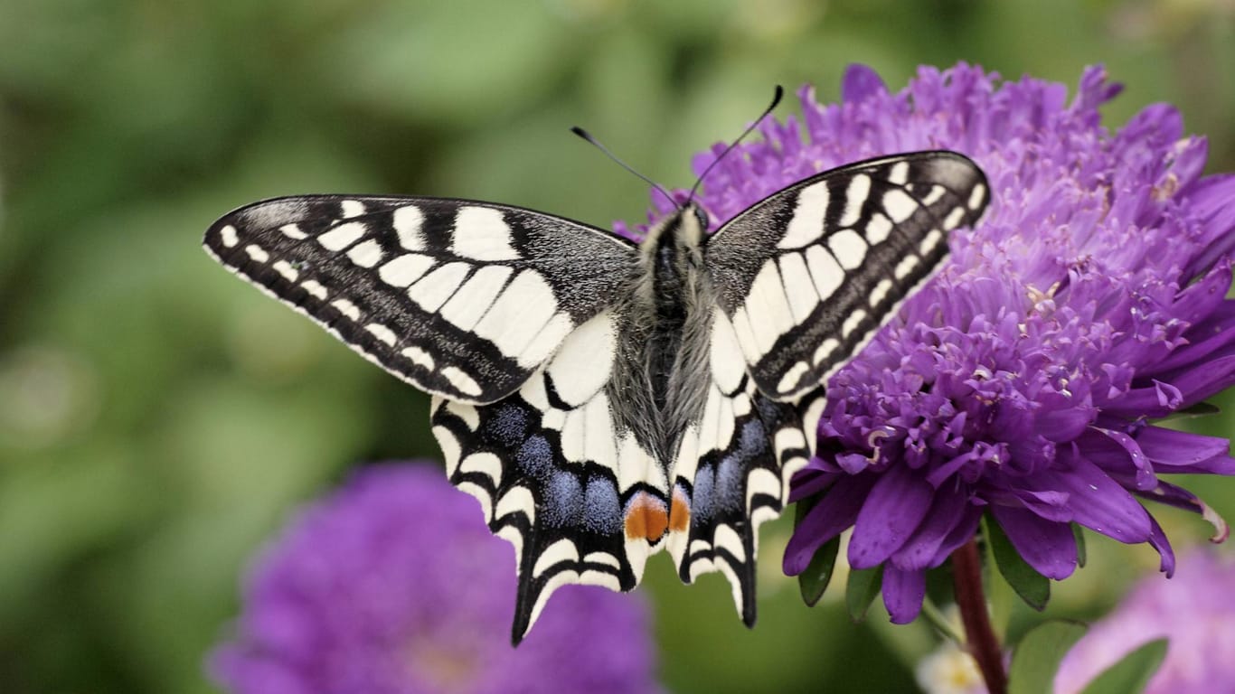 Sommeraster (Callistephus chinensis): Ein Schwalbenschwanz (Papilio machaon) nascht an ihrer Blüte.