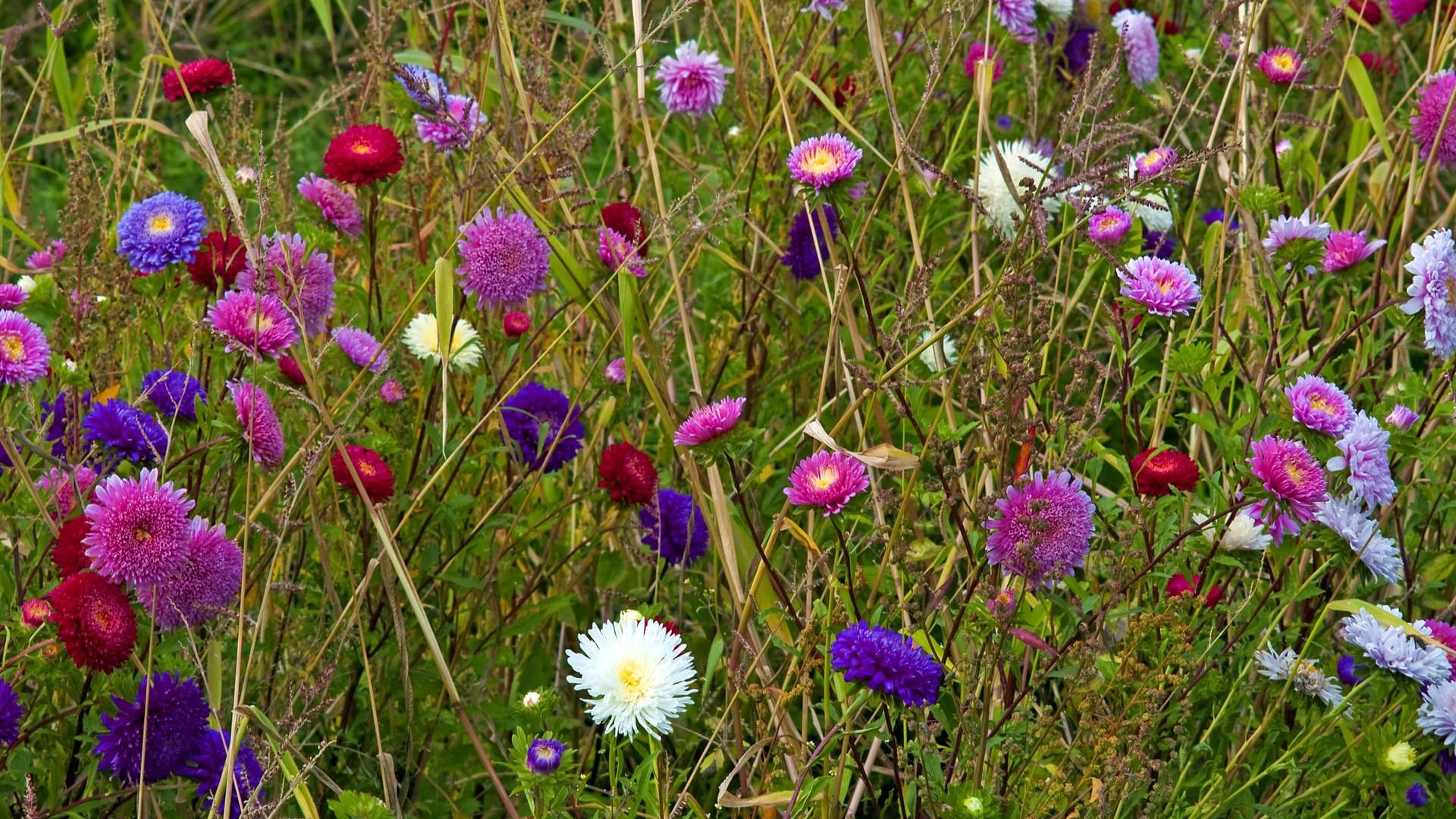 Sommeraster (Callistephus chinensis): Je nach Sorte ist sie einfach, halb oder ganz gefüllt.