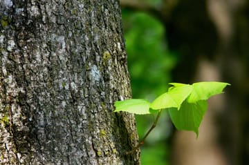 Baumpflege: 11 Tipps für einen optimalen Baumschnitt