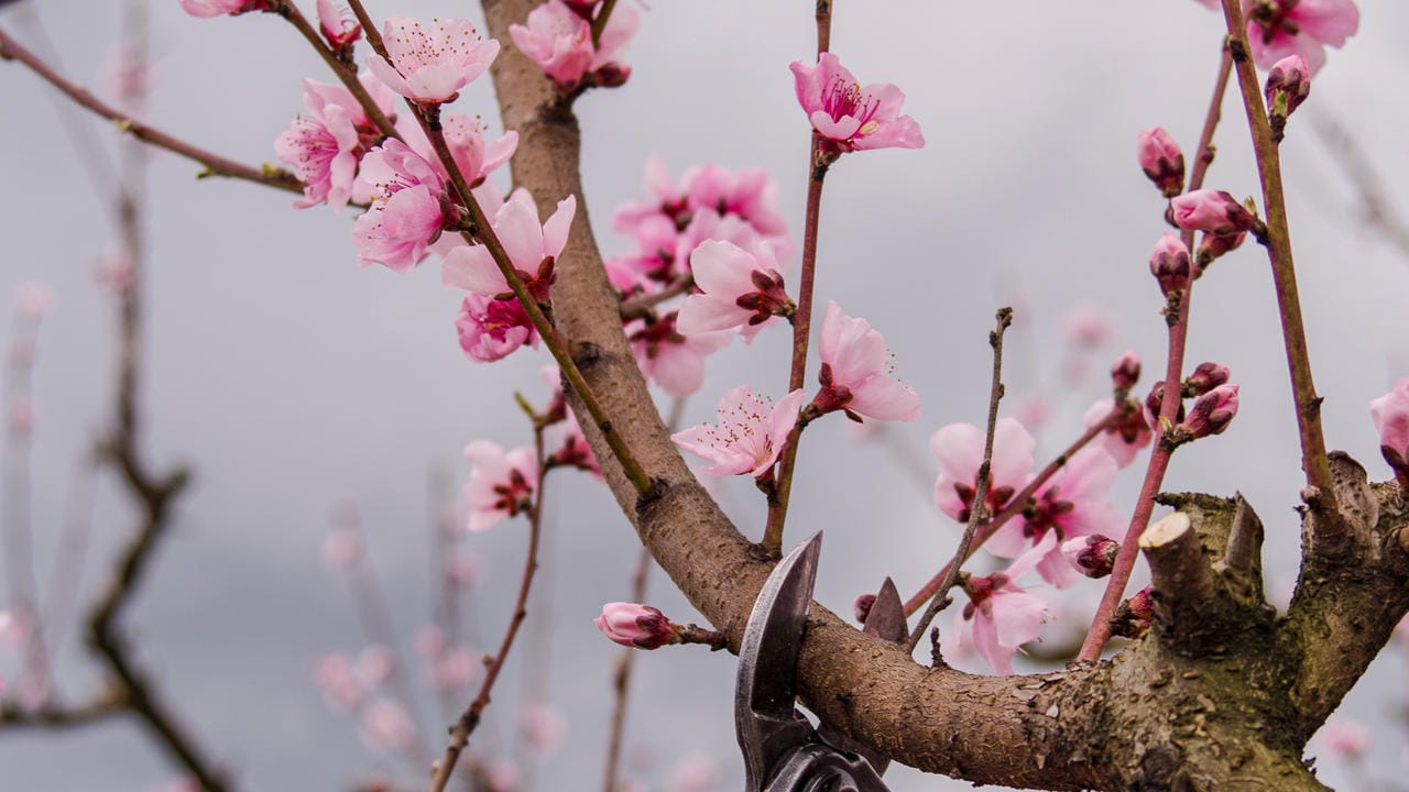 Abgesehen von Pfirsich und Süßkirsche sollten Obstbäume und Beeren-Sträucher von November bis April geschnitten werden.