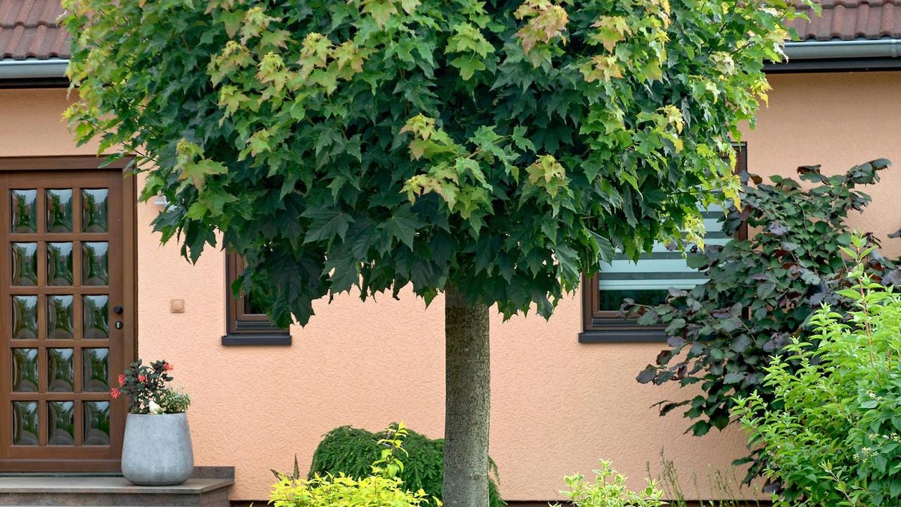 Bäume bloß nicht zu früh schneiden