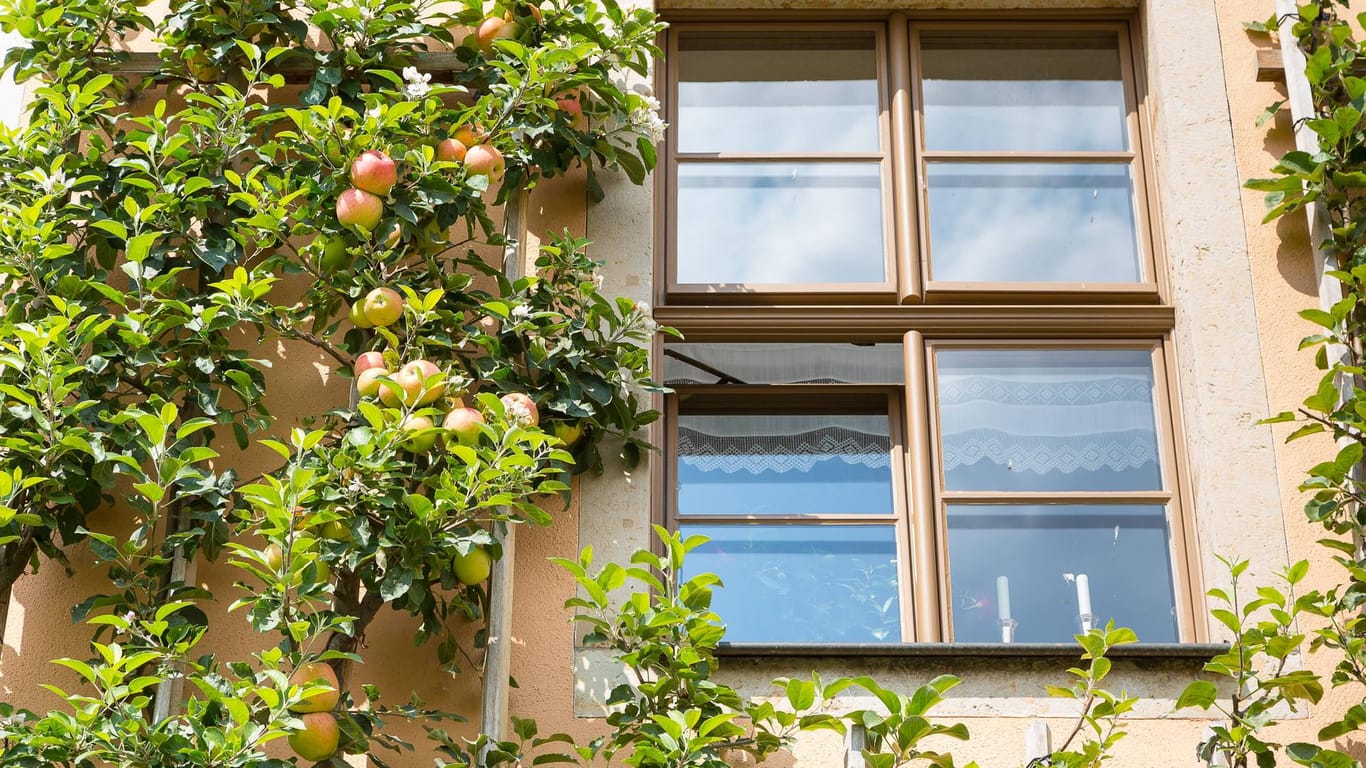 Spalierobst: Äpfel wachsen an der Fassade des Gestüts in Moritzburg.